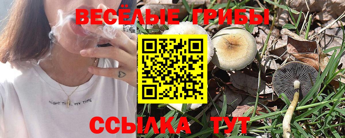 Холмск  Псилоцибиновые грибы Psilocybe  Вход с VPN 